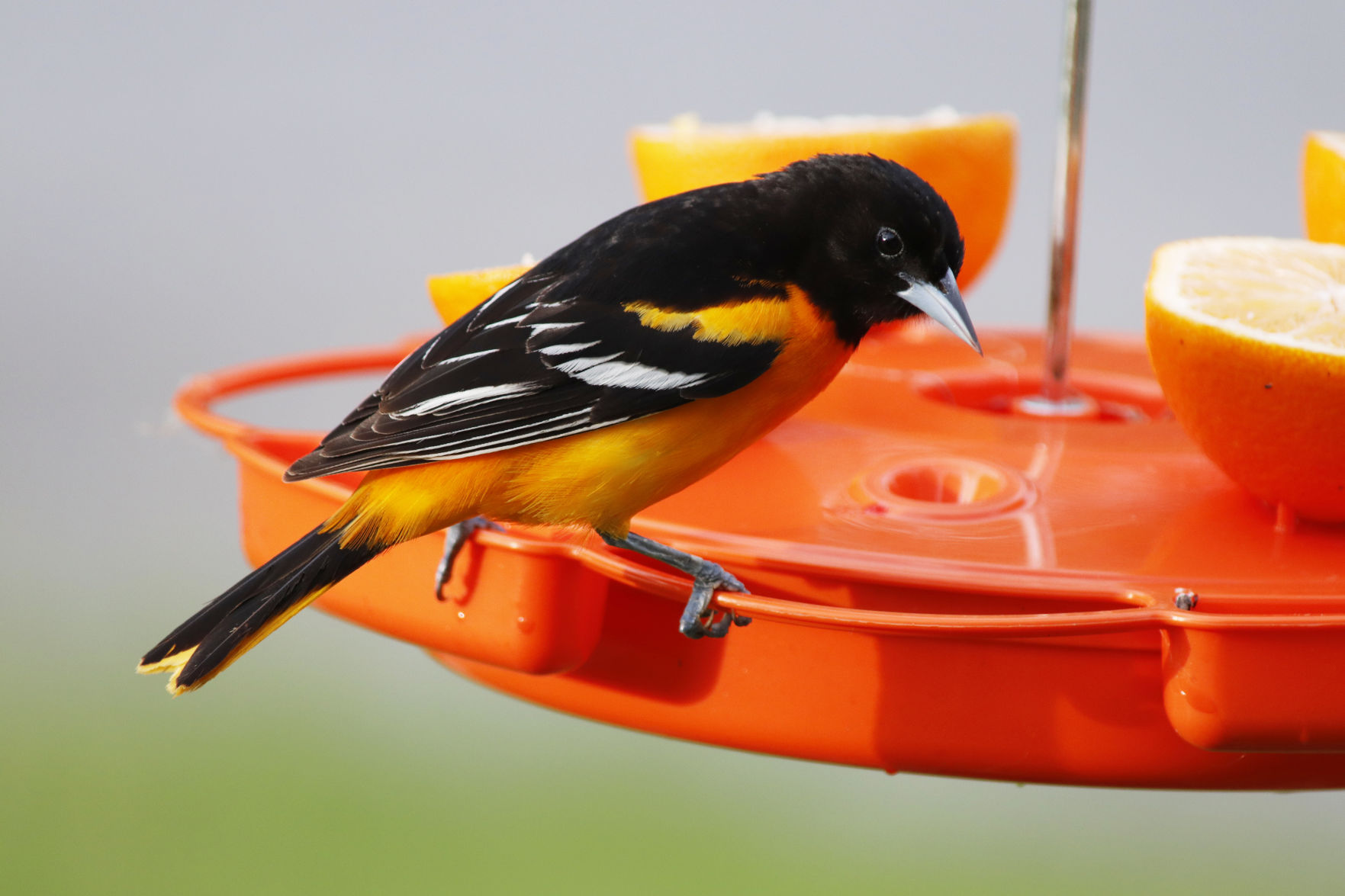 Oriole